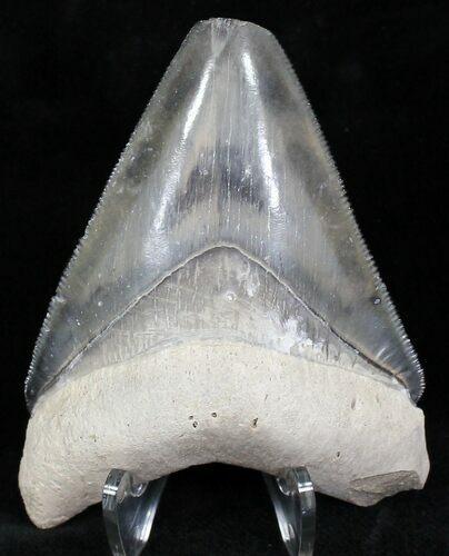 Calico - Bone Valley Megalodon Tooth #22145